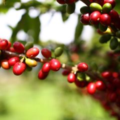 Otten Coffee 여행 사진