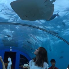 ITHAA UNDERSEA RESTAURANT ảnh của người dùng