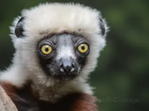 Bronx Zoo