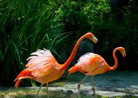 ロサンゼルス動物園