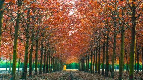 Maple Island attraction in Shanghai