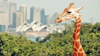 SydneyExperiences
