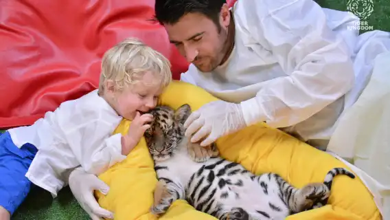 普吉島老虎王國【老虎互動|專車僅單程飯店接