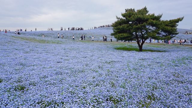 國營常陸海濱公園