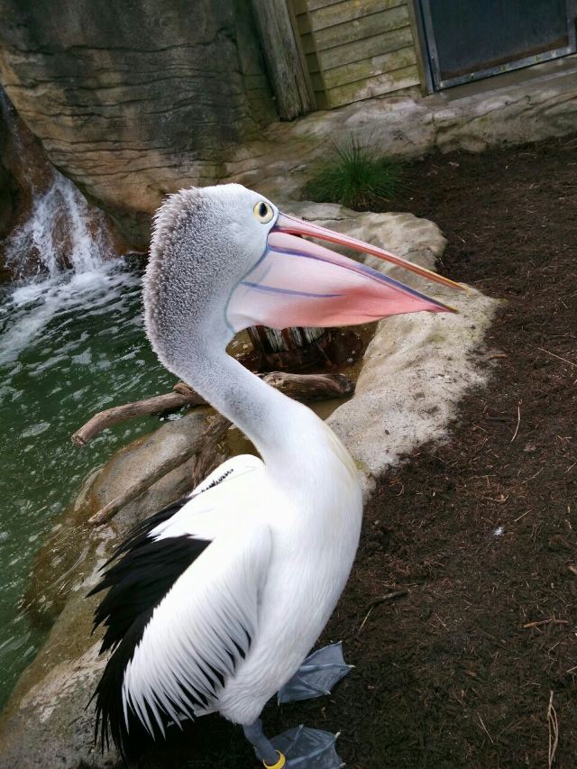 Taronga Zoo