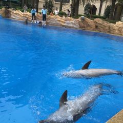 DOLPHIN ALL DAY DINING User Photo