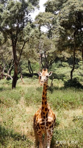 Nairobi Giraffe Centre & Elephant Orphanage Tour in Kenya (Including Lunch, Minimum 2 Persons)