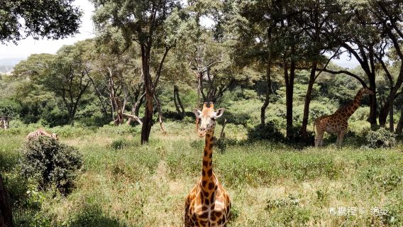 Nairobi, Kenya Giraffe Center and Elephant Orphanage Tour (Lunch Included, Minimum 2 People)