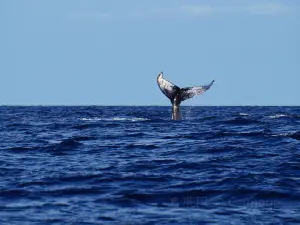 Makai Adventures - Maui Whale Watching, Dolphins, Lanai Snorkeling, Bottom Fishing