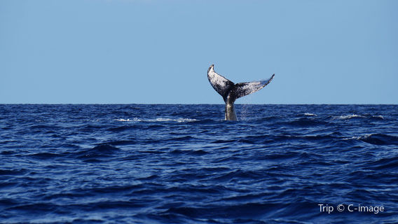 Makai Adventures - Maui Whale Watching, Dolphins, Lanai Snorkeling, Bottom Fishing