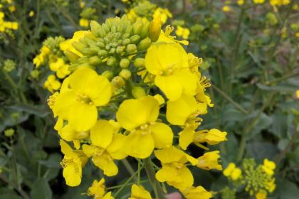 KEN DE JI HAN HAI GUO JI DIAN