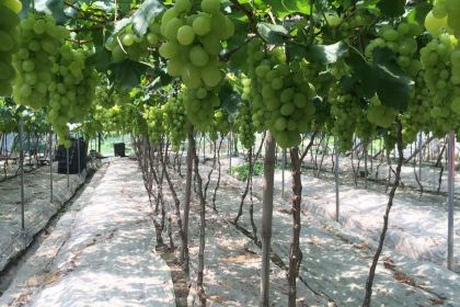 Wa'o (wenlingyintai)