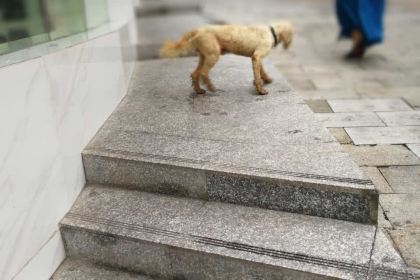 罗森尼娜(锦湘店)