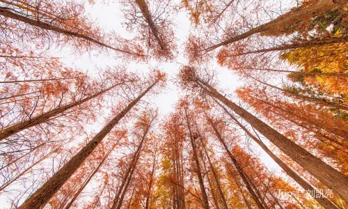 Bald Cypress Tree Viewing in Shenzhen