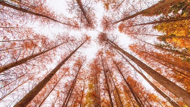 Bald Cypress Tree Viewing in Shenzhen