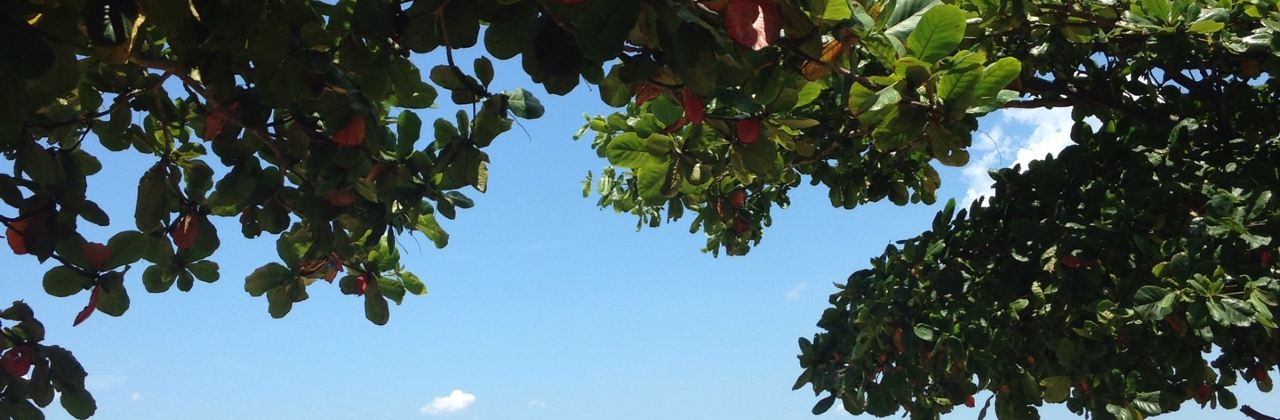 Restaurante Golfinho