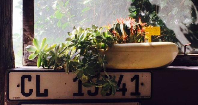Desert Rose Farmstall