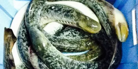 Restaurante Santa Isabel