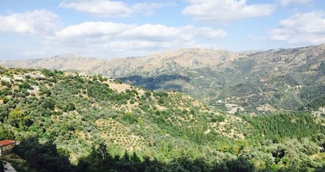 Seli Traditional Cretan Tavern & Cafe