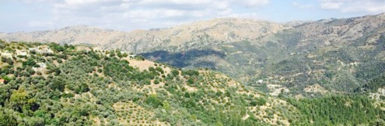 Seli Traditional Cretan Tavern & Cafe