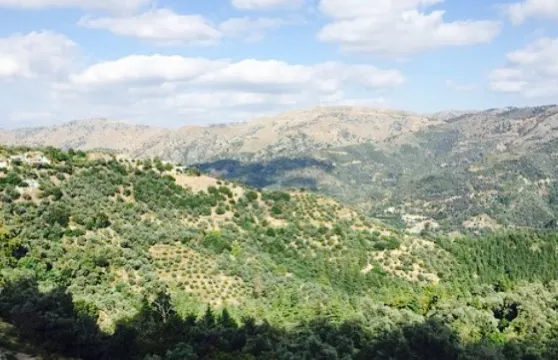 Seli Traditional Cretan Tavern & Cafe