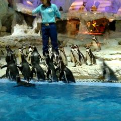 Emperor Penguin All Day Dining User Photo