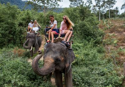 Ran-Tong Save & Rescue Elephant Centre