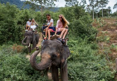 Ran-Tong Elephant Training