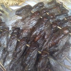 zi yang shao kao ảnh của người dùng