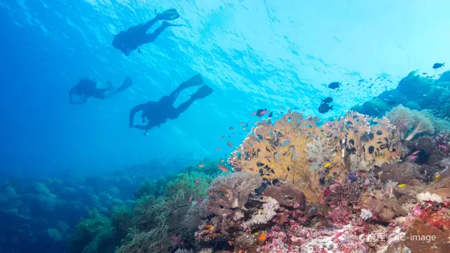 Scuba Diving in Palawan