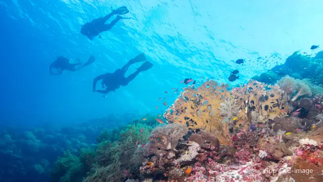 Scuba Diving in Palawan