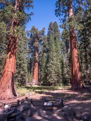 Big Basin Redwoods State Park