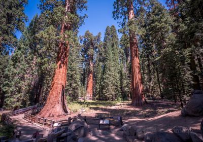 Big Basin Redwoods State Park