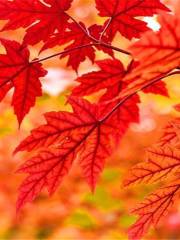 Autumn Maple Forest, Shenyang