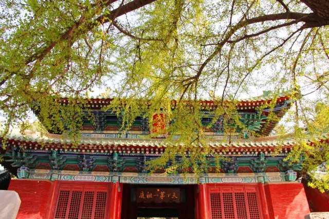 Ginkgo Viewing in Dengfeng