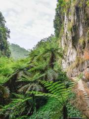 Cyathea Canyon