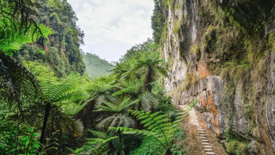 Cyathea Canyon