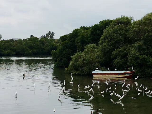 尼甘布瀉湖