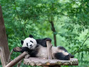 База исследований по размножению панды в Чэнду