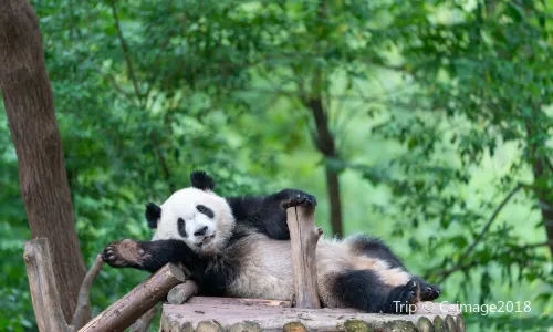 Chengdu Research Base of Giant Panda Breeding