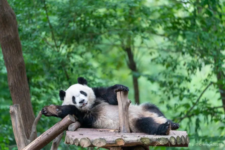 Chengdu Research Base of Giant Panda Breeding