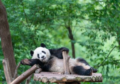 База исследований по размножению панды в Чэнду