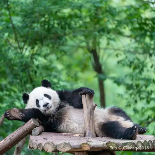 Top 50 Best Things to Do in Chengdu