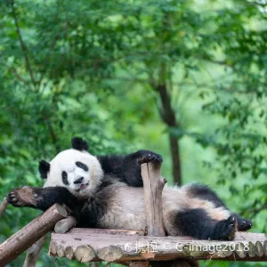 Chengdu Research Base of Giant Panda Breeding