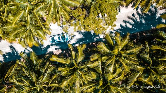 Dongjiao Coconut Plantations