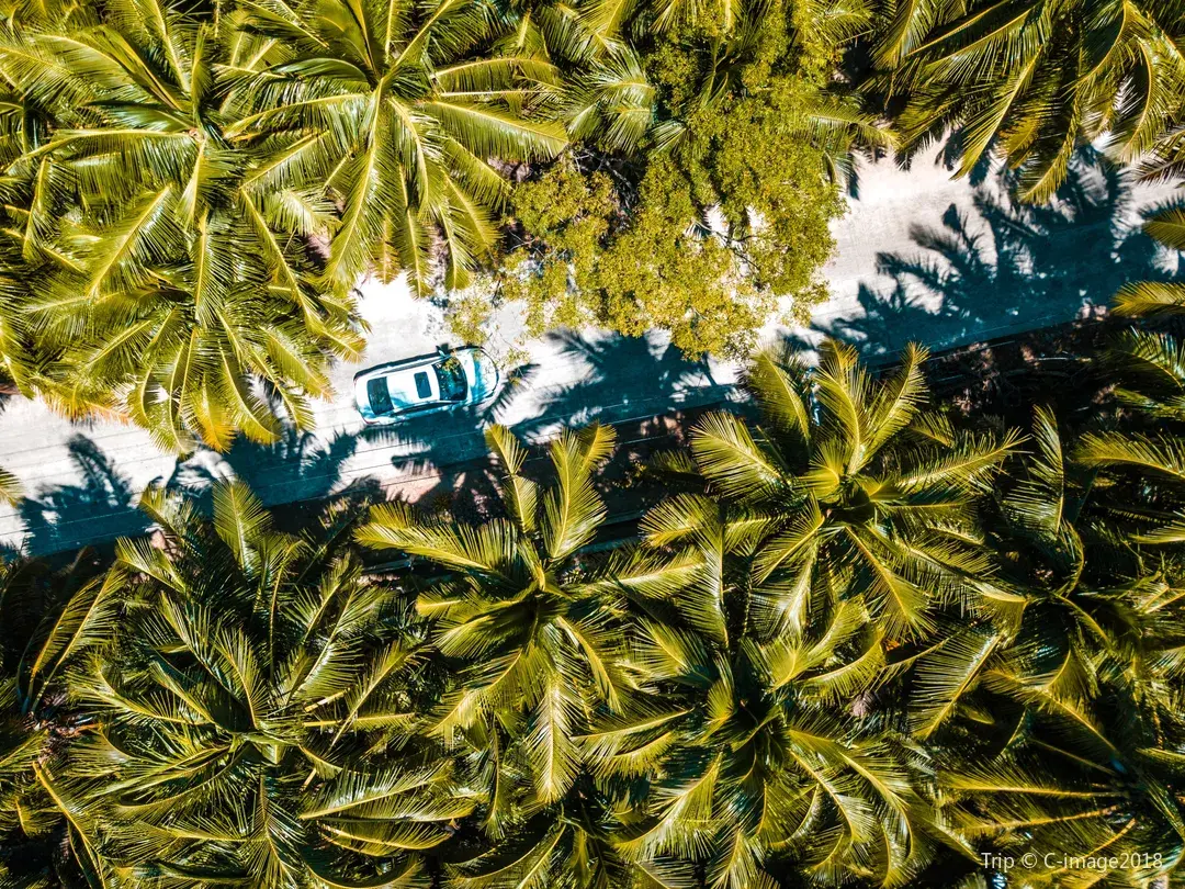 2_Dongjiao Coconut Plantations