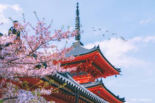 日本京都清水寺+三年阪二年阪+石塀小路+伏見稻荷大社+奈良公園+東大寺+祇園一日遊