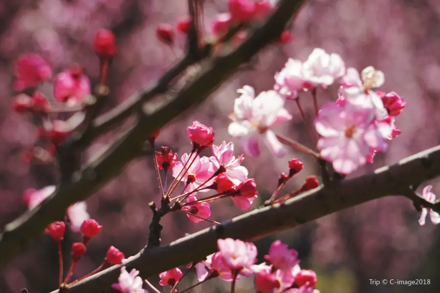 圓通花潮