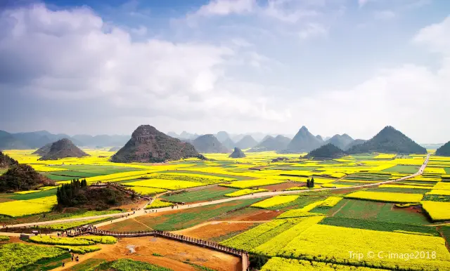 Rapeseed Flowers Viewing in Luoping