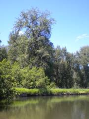 Little Spokane River